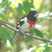 Rose-breasted Grosbeak